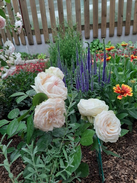 Мой сад онлайн. 7.04.21. Обрезка роз, подкормка и другие работы
